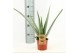 Aloe vera barbadensis 
