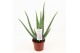 Aloe vera barbadensis blanco hoes 