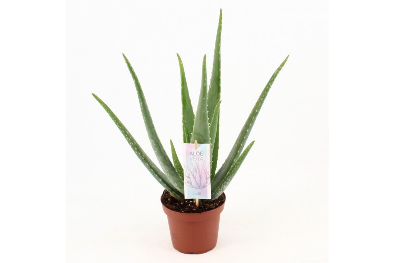 Aloe vera barbadensis blanco hoes 