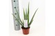 Aloe vera barbadensis blanco hoes 