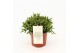 Rhipsalis burchelli 