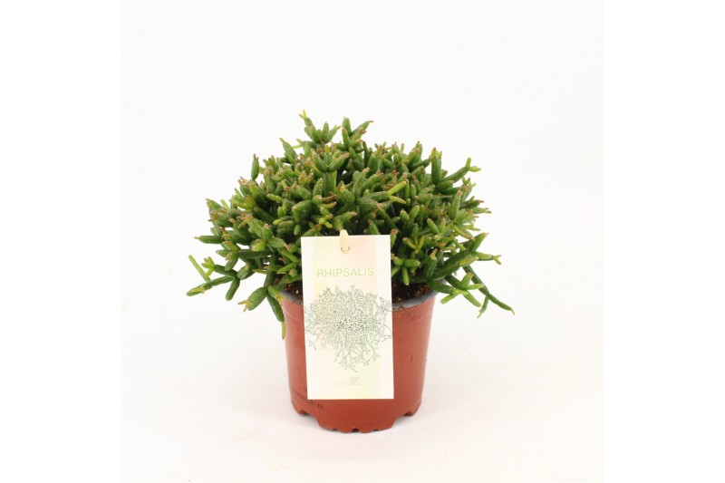 Rhipsalis burchelli 