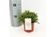 Rhipsalis burchelli 
