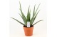 Aloe vera barbadensis terracotta pot 