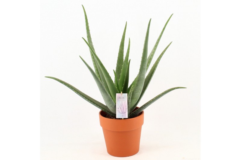 Aloe vera barbadensis terracotta pot 
