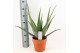 Aloe vera barbadensis terracotta pot 