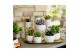 Echeveria mix SuPure® - Echeveria mix in Paros 15 