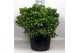 Crassula ovata 