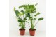 Monstera deliciosa 2pp 