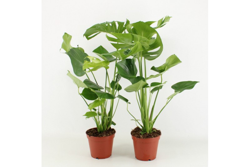 Monstera deliciosa 2pp 