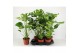 Monstera deliciosa 2pp 