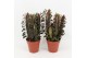 Euphorbia trigona rubra 