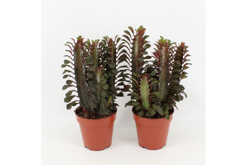 Euphorbia trigona rubra 