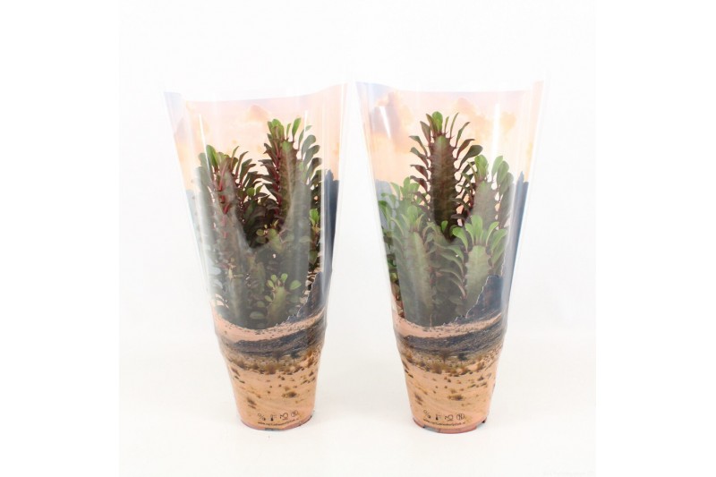 Euphorbia trigona rubra in desert hoes 