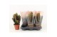 Euphorbia trigona rubra in desert hoes 