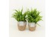 Nephrolepis exaltata vitale in basket 
