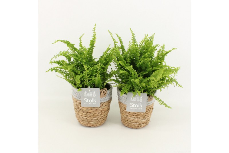 Nephrolepis exaltata vitale in basket 