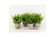Nephrolepis exaltata vitale in basket 