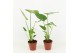 Monstera deliciosa 2pp 