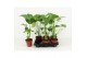 Monstera deliciosa 2pp 