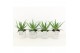 Aloe arborescens in star pot 