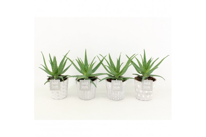 Aloe arborescens in star pot 
