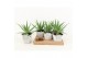 Aloe arborescens in star pot 