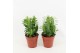 Euphorbia trigona groen 