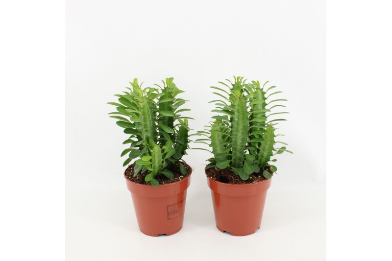 Euphorbia trigona groen 