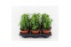 Euphorbia trigona groen 