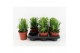 Euphorbia trigona groen 