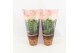 Euphorbia trigona in desert hoes 
