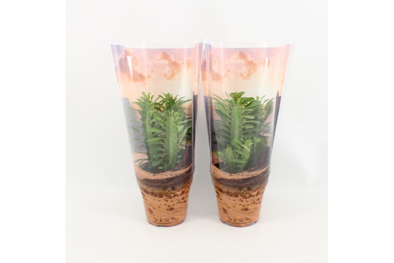 Euphorbia trigona in desert hoes 