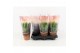 Euphorbia trigona in desert hoes 