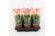 Euphorbia trigona in desert hoes 