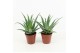 Aloe arborescens 