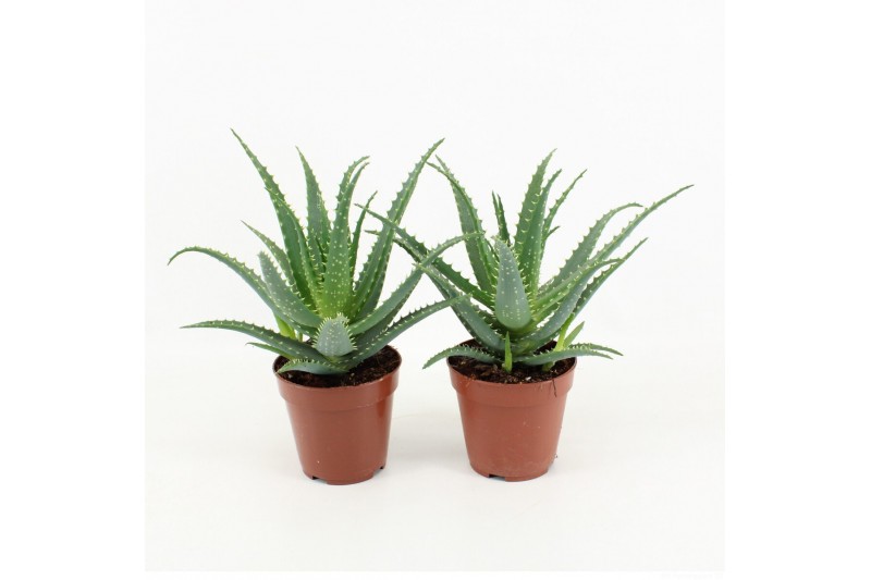 Aloe arborescens 