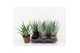 Aloe arborescens 