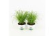 Cyperus zumula kattengras 