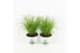 Cyperus zumula kattengras