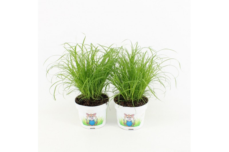Cyperus zumula kattengras 