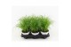 Cyperus zumula kattengras 