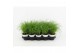 Cyperus zumula kattengras 
