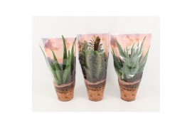 Succulenten mix desert mix in sierhoes