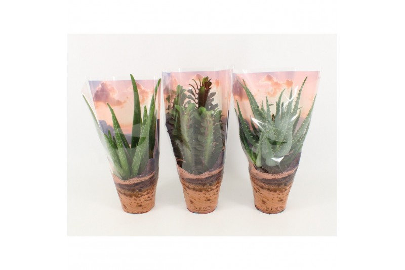 Succulenten mix desert mix in sierhoes 