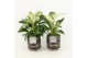 Philodendron in maya keramiek 