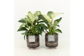 Philodendron in maya keramiek