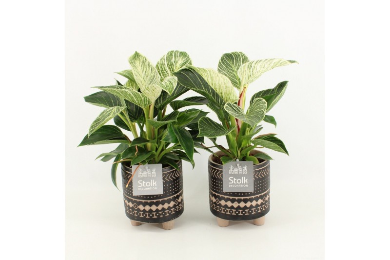Philodendron in maya keramiek 