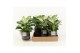 Philodendron in maya keramiek 