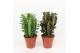 Euphorbia trigona mix 